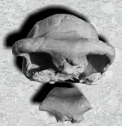 Schädel des Homo erectus bilzingslebenensis